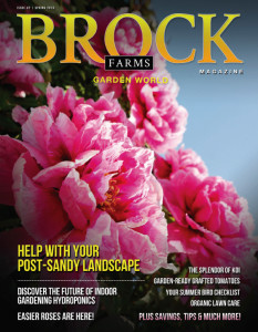 24929_Brock001.nPdf.pdf